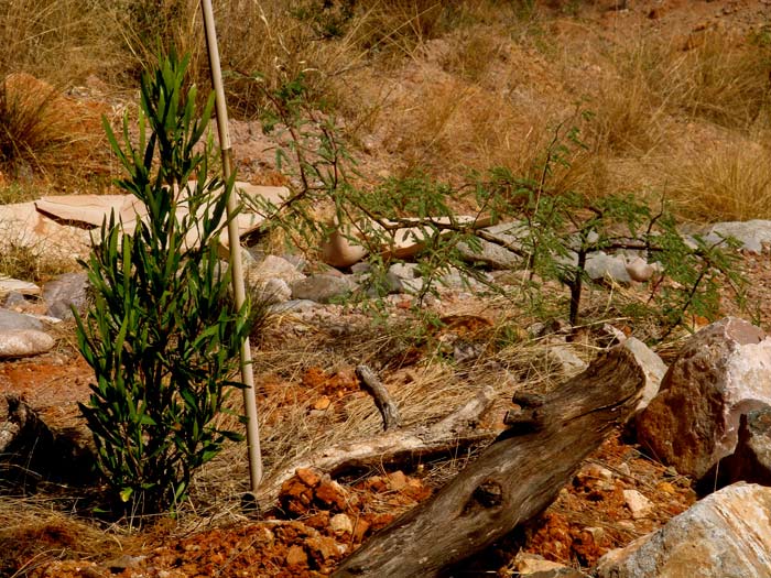 Ravensway Adopt A Tree