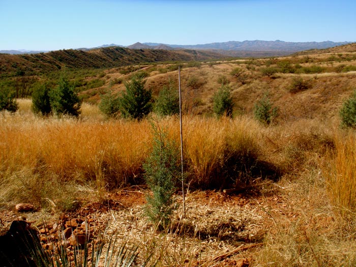 Ravensway Adopt A Tree