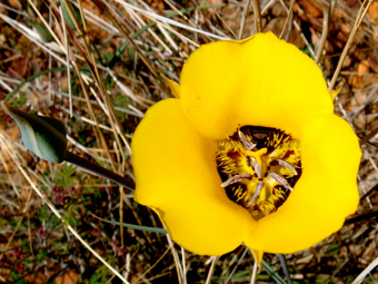 Ethnobotany