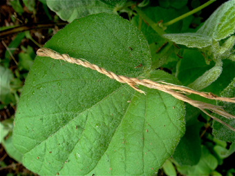 Ethnobotany