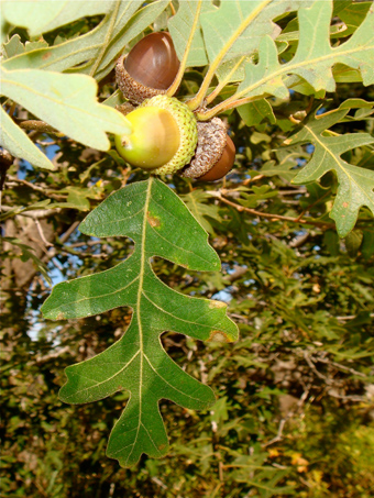 Ethnobotany
