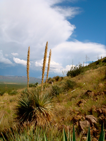 Ethnobotany