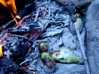 Ethnobotany