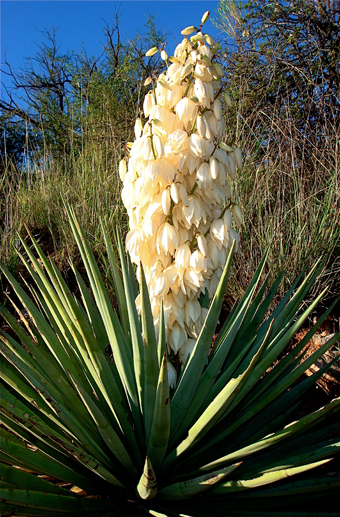 Ethnobotany