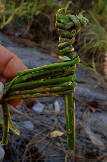 Ethnobotany