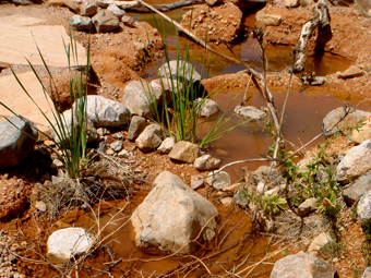 Sustainable Living