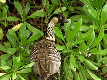 Wildlife