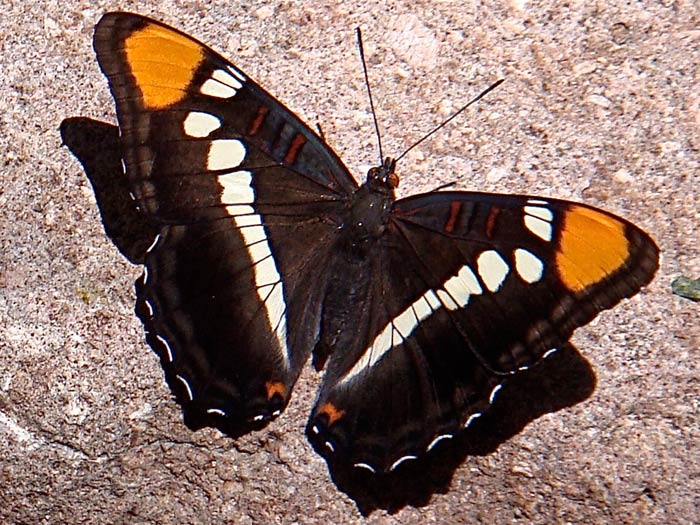Wildlife