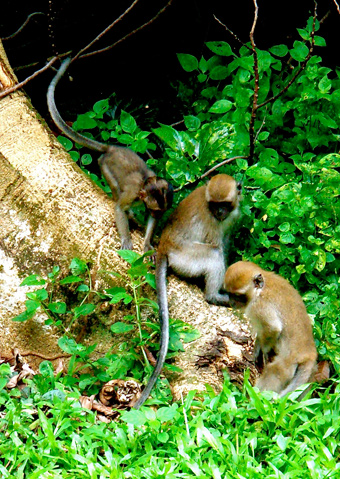 Wildlife