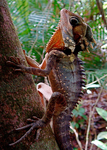 Wildlife