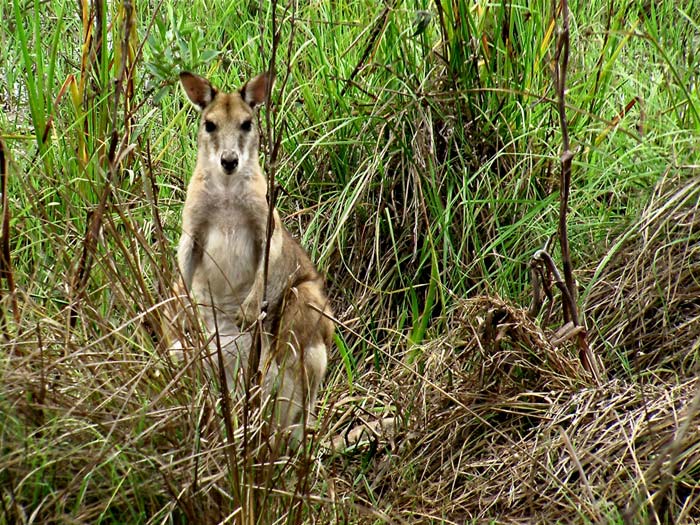 Wildlife