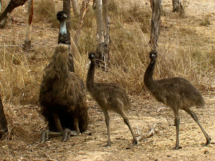 Wildlife