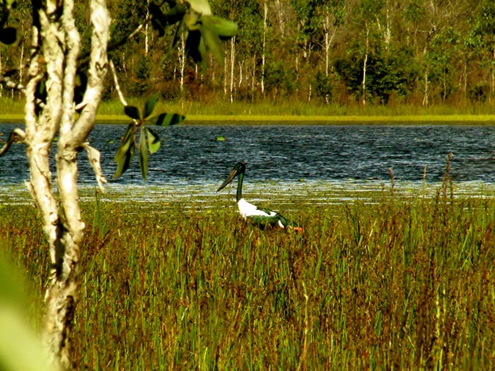 Wildlife