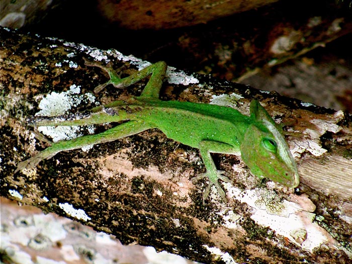 Wildlife
