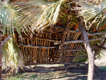 Wilderness Survival