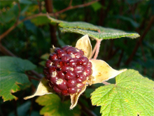 Ethnobotany Program
