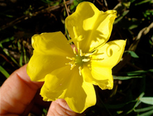 Ethnobotany Program