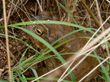 Naturalist Training