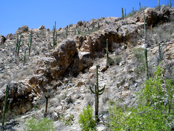 Southwestern Ecology