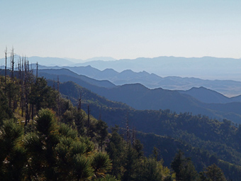 Southwestern Ecology