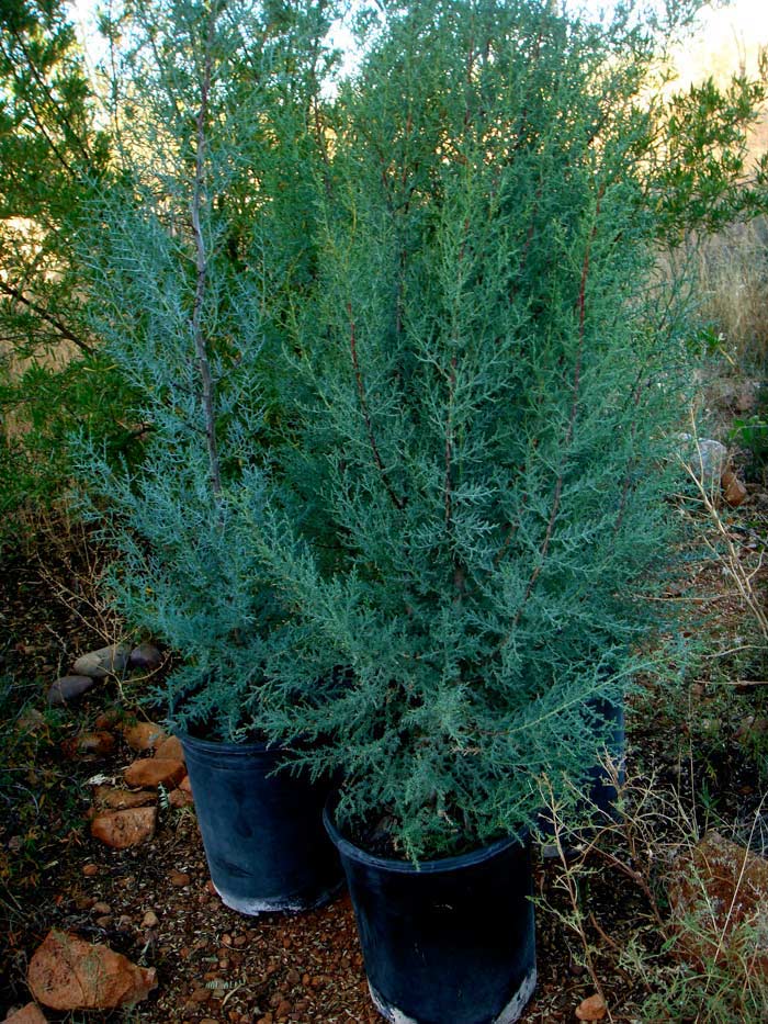 Adopt A Tree