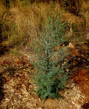 Medium Arizona Cypress