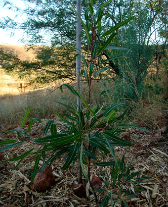 Medium Arizona Rosewood