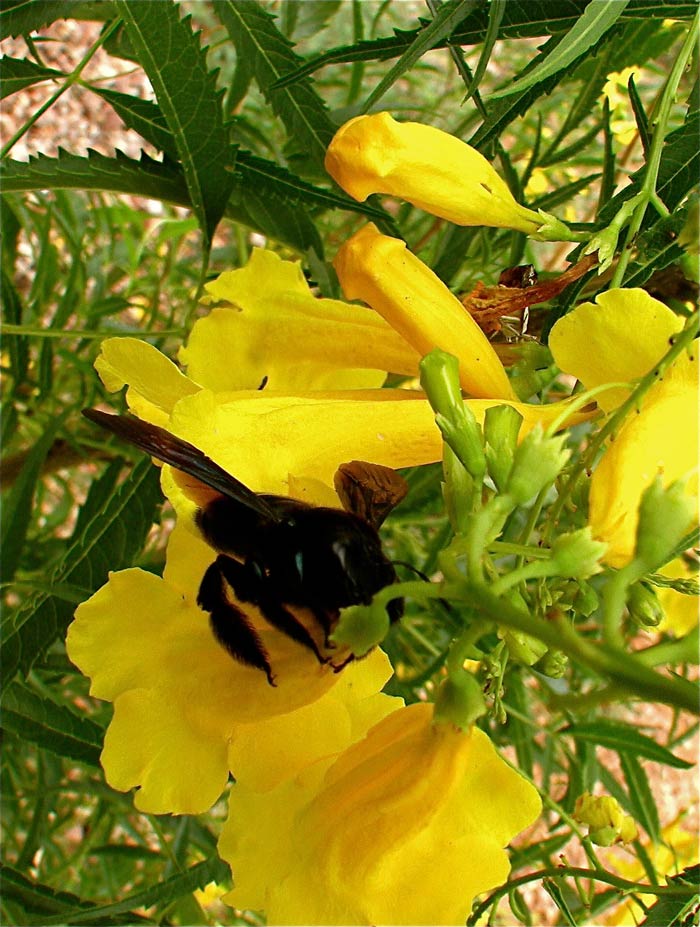Yellow Trumpet